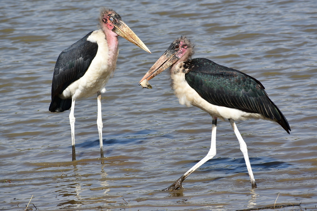 Nairobi National Park